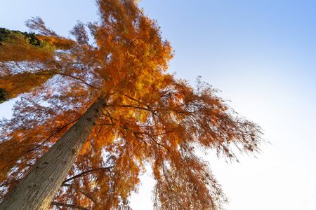 red-treeの写真素材