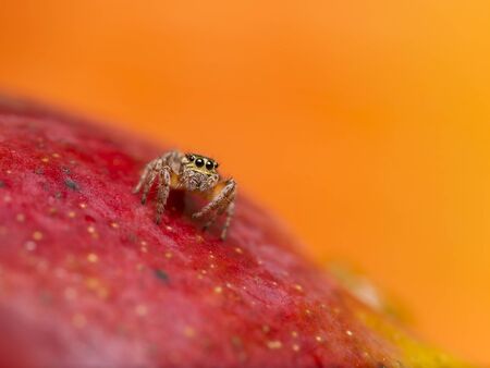 jumping spider on mangoの写真素材