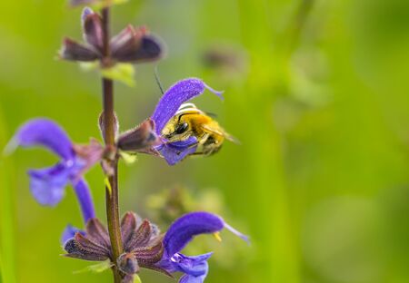 bee long antenna on violet flowerの写真素材