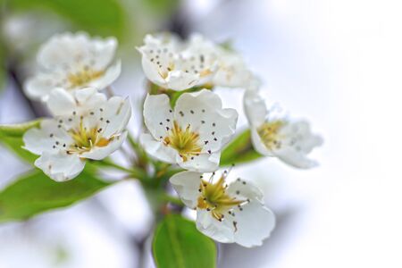 white flower in springの写真素材