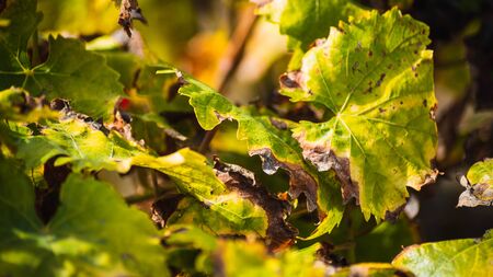 Green leaves of nature in the forest of spainの写真素材