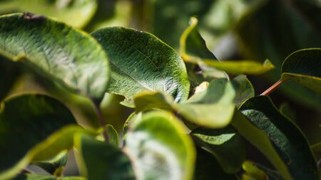 Green leaves of nature in the forest of spainの写真素材