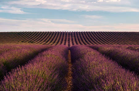 lavender field in Valansole, Provence, Franceの写真素材