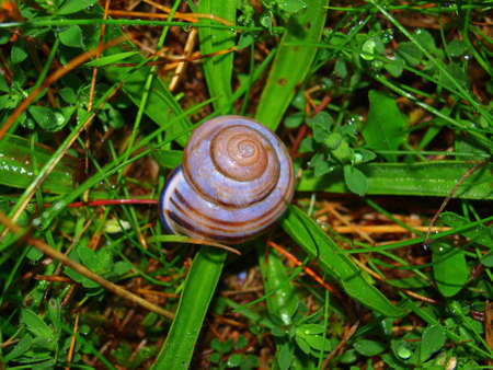 Snail on a plantの写真素材