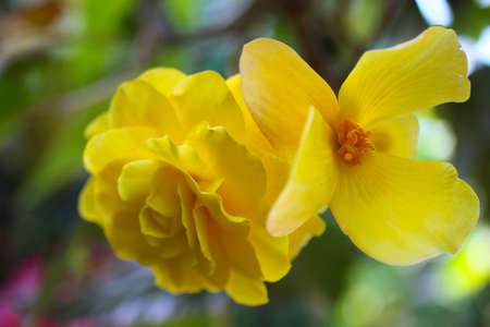 Yellow Begonia Flower Close Up Macro Shallow Depth of Fieldの写真素材