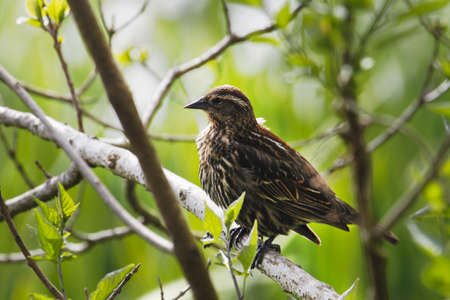 Red-Winged Blackbird Female in Crystal Springs Rhododendron Gardenの写真素材