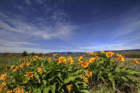Wildflowers at Rowena Crest in Columbia River Gorge 2の写真素材