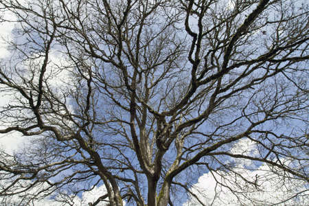 Mighty Oak Tree in Winter with Blue Skyの写真素材