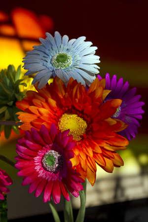 Silk Gerbera Daisy Flowers in Colors of Blue Purple Orange Pinkの写真素材