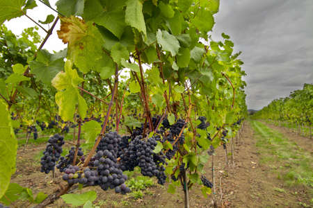 Red WIne Oregon Vineyard in the Fallの写真素材