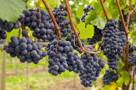 Red WIne Oregon Vineyard in the Fall 4