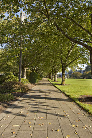 Tree Lined Walking Path in Salem Oregon State Capitol Mallの写真素材