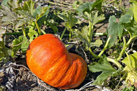 Pumpkin Patch at Oregon Farmland in Fall Season 3の写真素材