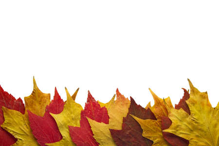 Red and Yellow Maple Fall Leaves Background Border