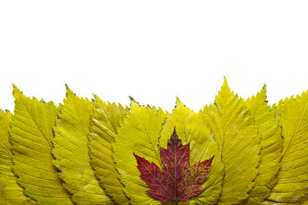 Elm Tree Yellow Leaves with Red Maple Background Borderの写真素材