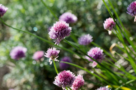 Garlic Chives Flowers Closeupの写真素材