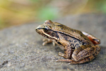 Pacific Tree Frog on a Rock Macro Closeupの写真素材