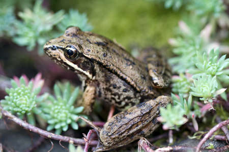 Pacific Tree Frog among succulent plants in gardenの写真素材