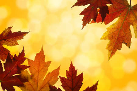 Autumn Maple Leaves Changing Fall Colors Backlit with Blurred Sunlight Background 
