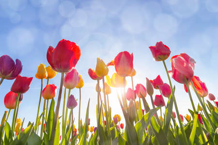 Colorful Tulip Flowers in the field under the morning sun with sun flare and blue sky with bokeh lightsの写真素材