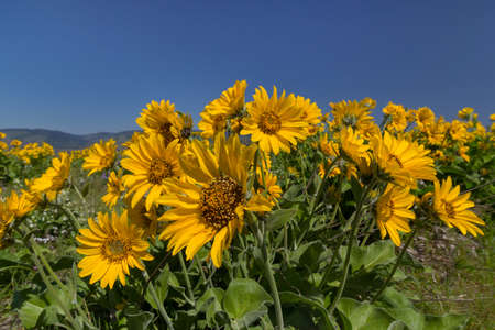 Balsamroot Flowers Blooming in Springtime at Columbia River Gorge