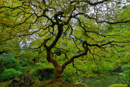 A hint of fall colors by the old Japanese Maple Tree at the Japanese Garden