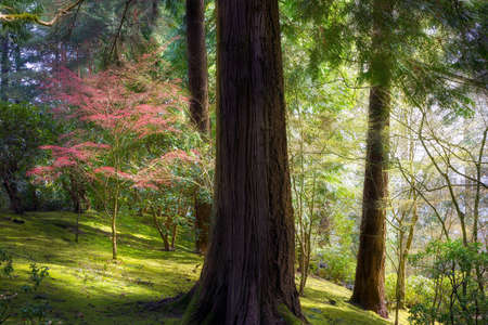 The Enchanted Forest in Portland Japanese Garden in Spring
