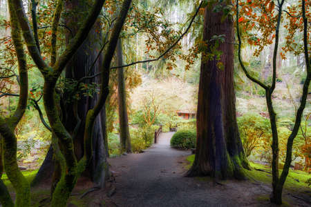 The woodsy forest trail at Portland Japanese Gardednの写真素材