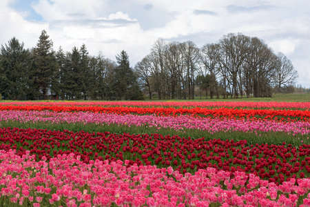 Bright red and pink colorful tulips blooming at Wooden Shoe Tulip Festival in Woodburn Oregonの写真素材