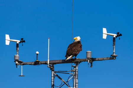 American Bald Eagle perched on communication tower at West Point Lighthouse Discovery park in...