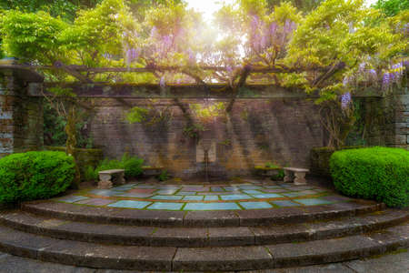 Wisteria flowers blooming on trellis at Renaissance garden patio in Spring Seasonの写真素材