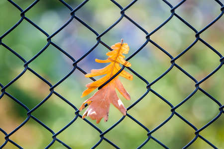 Fall Oak Leaf caught on cyhain link fence with blurred bokeh backgroundの写真素材