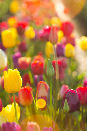 Fields of Tulips Flowers in full bloom bathed in sunlight at Tulip Festival in Woodburn Oregonの写真素材