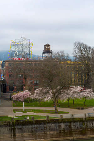 Cherry Blossoms Trees flowers in full bloom along Portland Oregon old town waterfront during Spring Seasonの写真素材