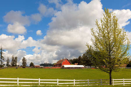 Cattle Ranch and Sheep Farm with Red Barn and White Picket Fences in Rural Clackamas Oregonの写真素材