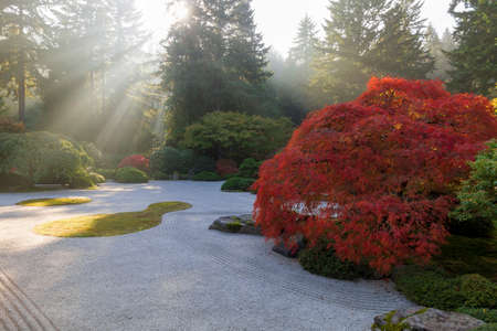 Sun rays over flat sand garden with old Jaoanese Red Lace Leaf Maple Tree during fall seasonの写真素材