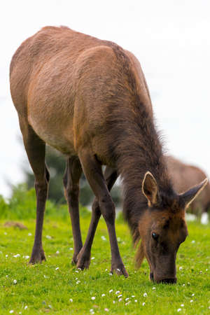 Elk grazing on green pasture at Ecola State Park in Cannon Beach Oregon Coast closeup portraitの写真素材