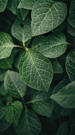 Lush green leaves of a plant with a detailed veining texture in natureの素材