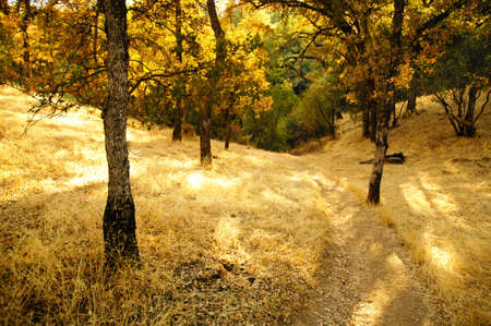 Into the Woodsの写真素材