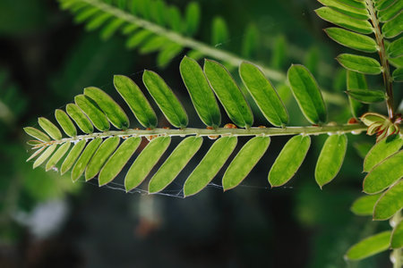 Macro shot of a green fern leaves with very details texture and narrow depth-of-fieldの写真素材