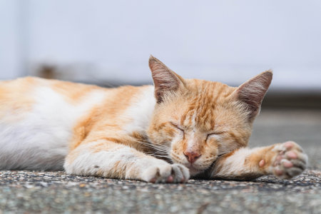 A cute cat that has orange and white colors is sleeping on the ground with blurred backgroundの写真素材