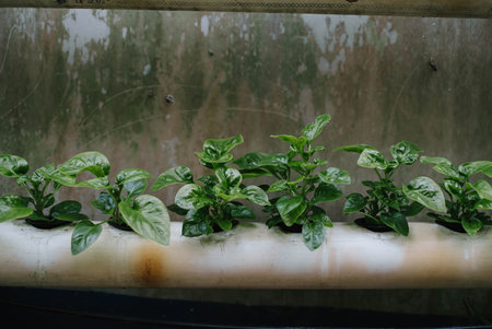 Spinach plants propagated by hydroponicsの写真素材
