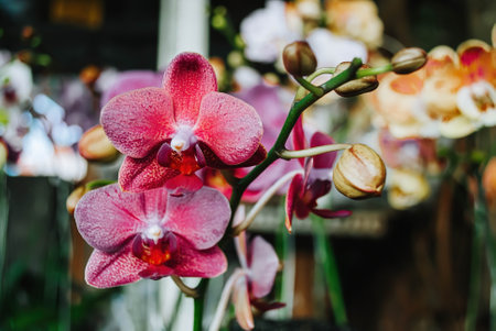 A Doritaenopsis or Purple Moon Orchid flower with bokeh or blurred background. Soft focus or unfocused.の写真素材