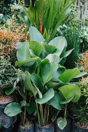 Portrait or vertical shot of a bunch of Calathea Lutea on a poly bag with bokeh or blurred backgroundの写真素材