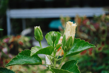 Macro shot of a White Hibiscus Lafrance in the bud with bokeh or blurred backgroundの写真素材