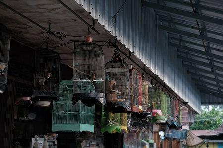 Birds on the hung cages in the bird marketの写真素材