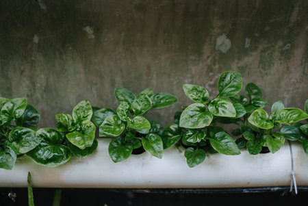 Top view of spinach plants propagated by hydroponics