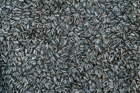 Flat lay or top view of a pile of raw Sunflower Seedsの写真素材