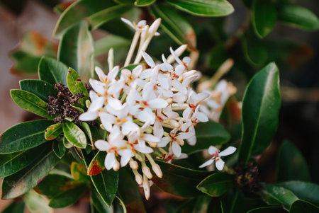 An Acokanthera or usually known as West Indian Jasmine flowers with bokeh or blurred foreground and backgroundの写真素材