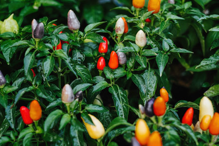 Capsicum Annuum or multi-color chili with blurred foreground and backgroundの写真素材